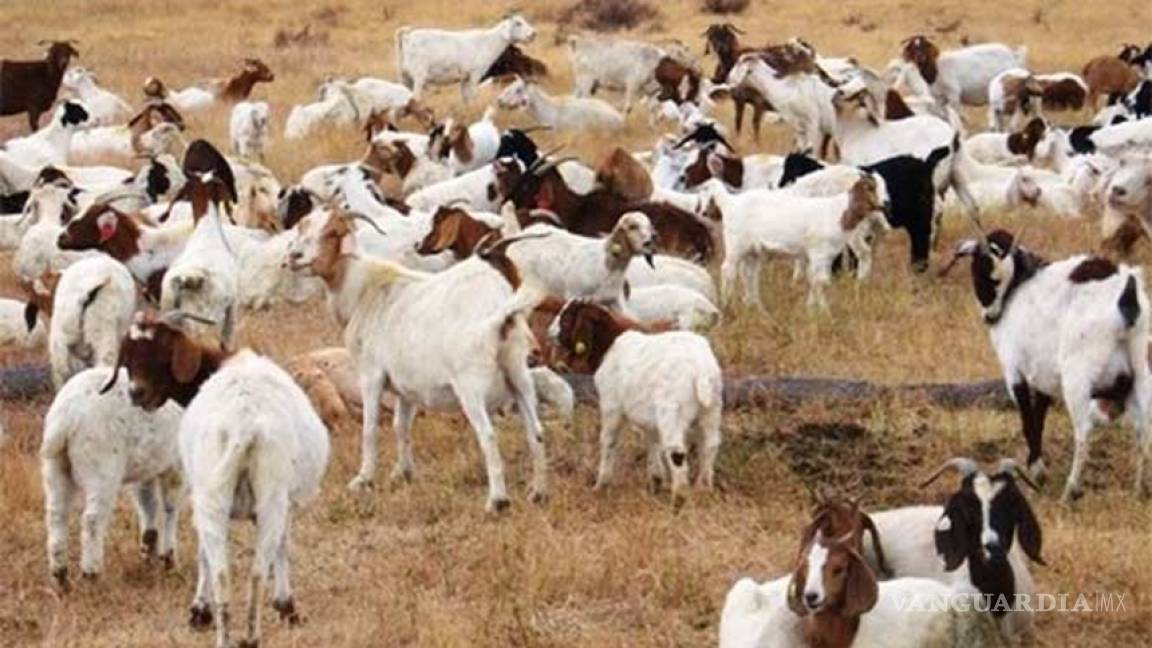Cambio climático provoca que cabras montesas encojan, revela estudio
