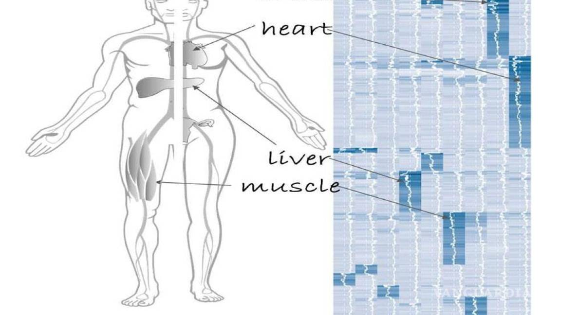 Científicos logran crear mapa de proteínas humanas