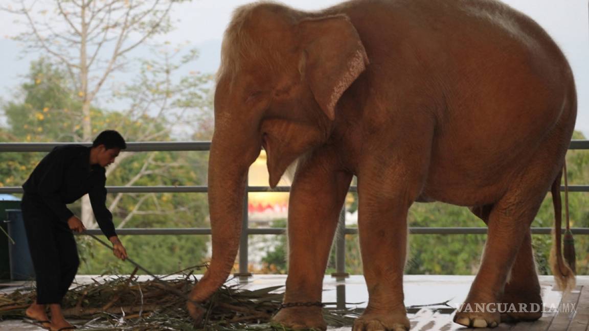 Capturan en Mianmar al noveno elefante blanco
