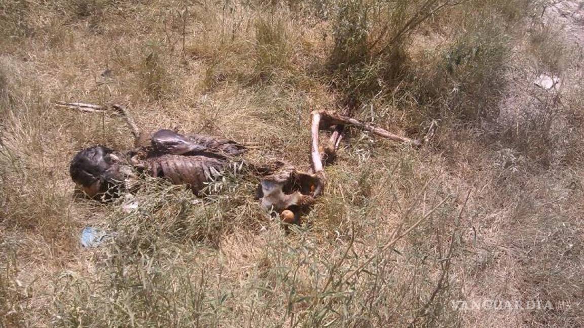 En Torreón hallan restos humanos