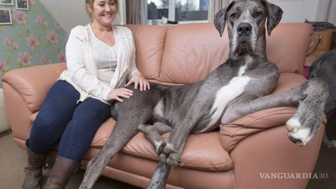 Freddy, el perro más grande de Gran Bretaña