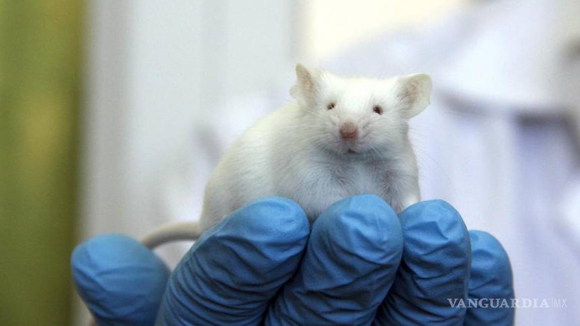 Logran en EU revertir la diabetes tipo I en ratones