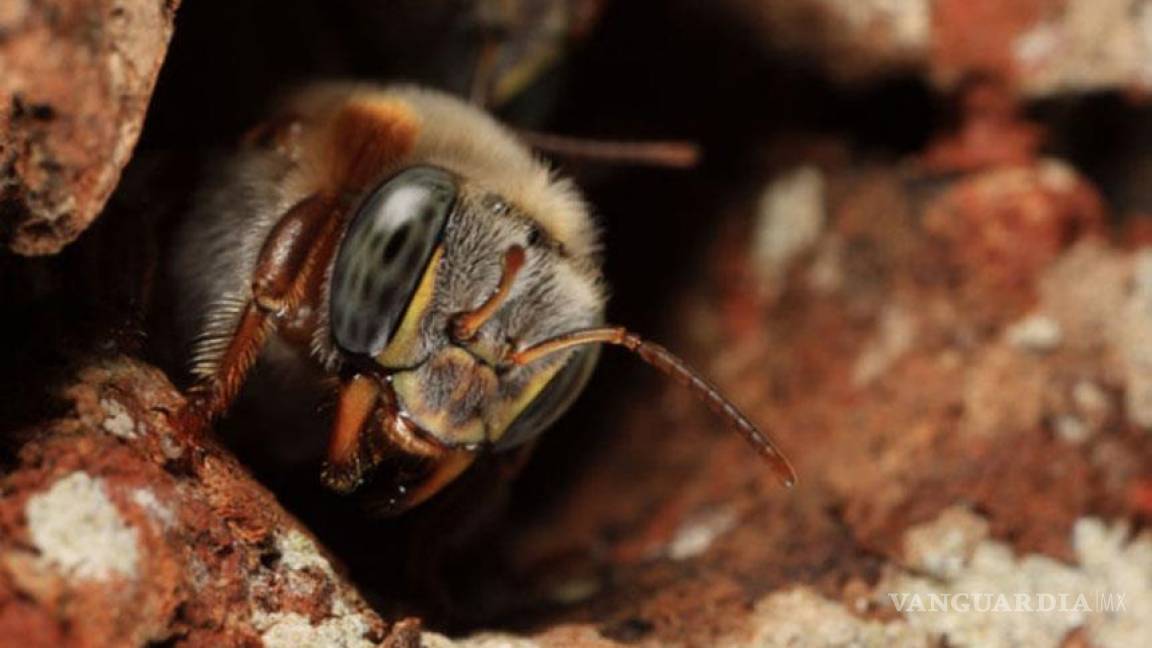 La abeja melipona está en peligro de extinción