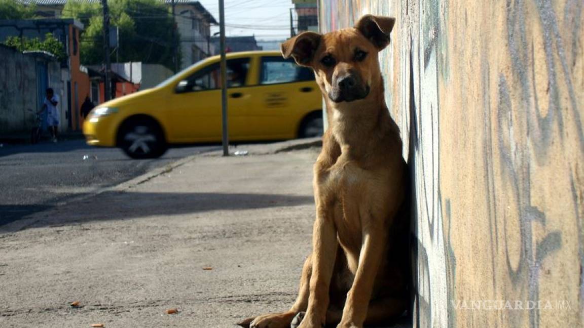 Regalarán croquetas para perros desnutridos y callejeros de Monclova