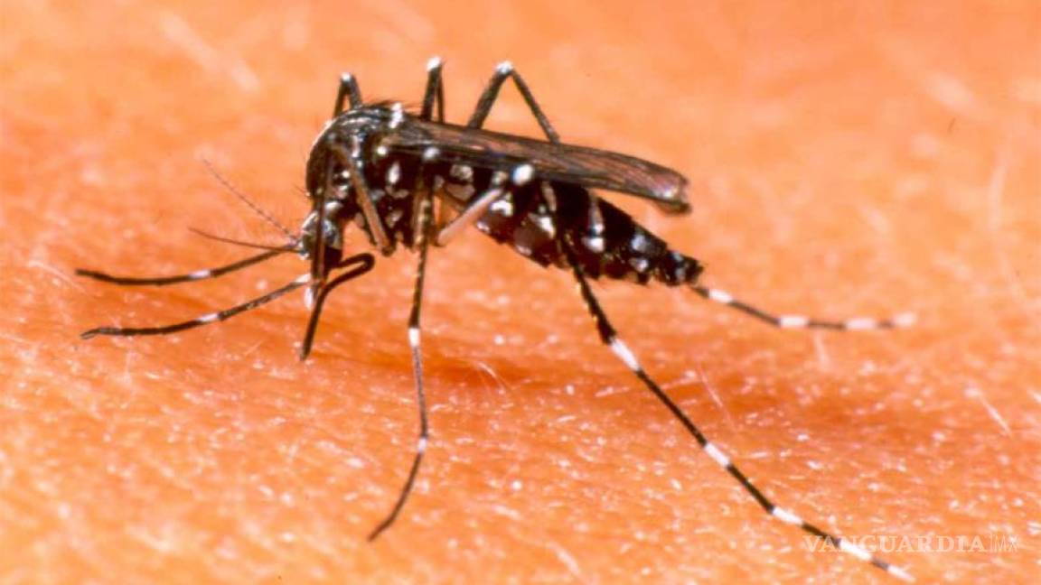 Confirman primer caso de dengue clásico en Piedras Negras