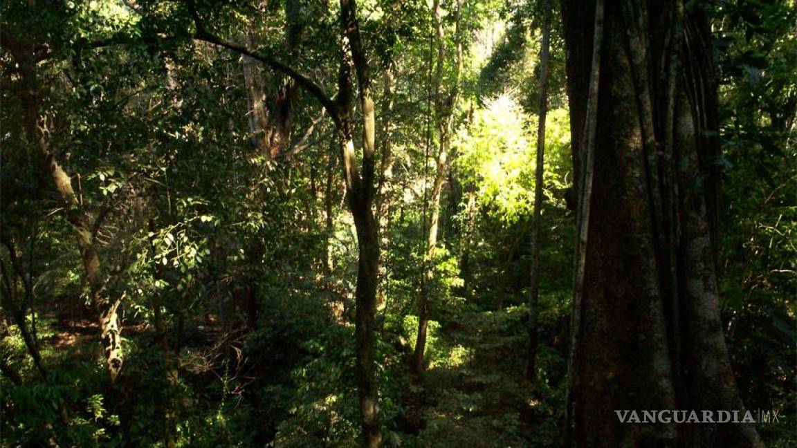 Anuncian inversión de 30 mdp para preservar la Selva Lacandona
