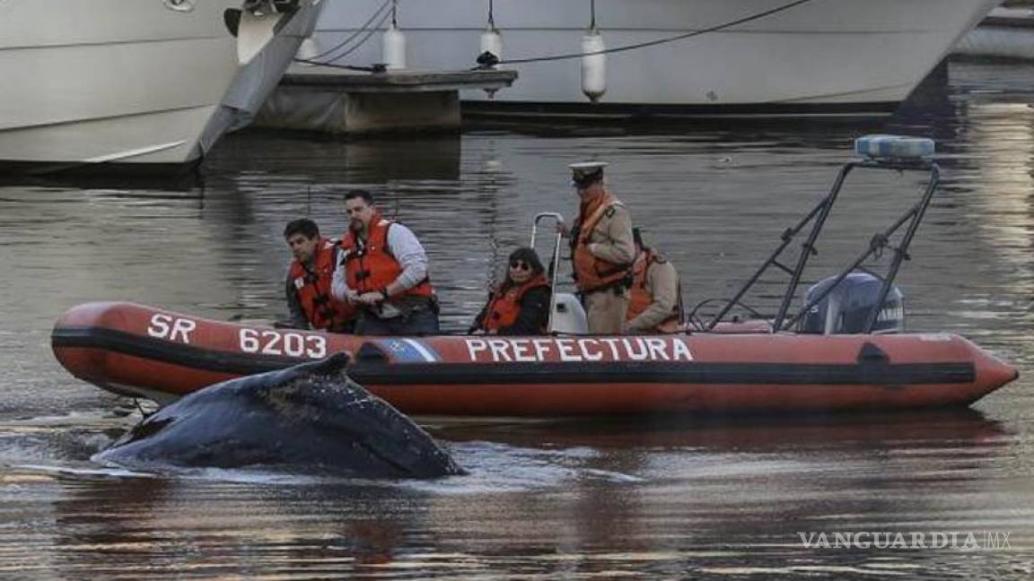 Redoblan esfuerzos para salvar a ballena varada en Buenos Aires