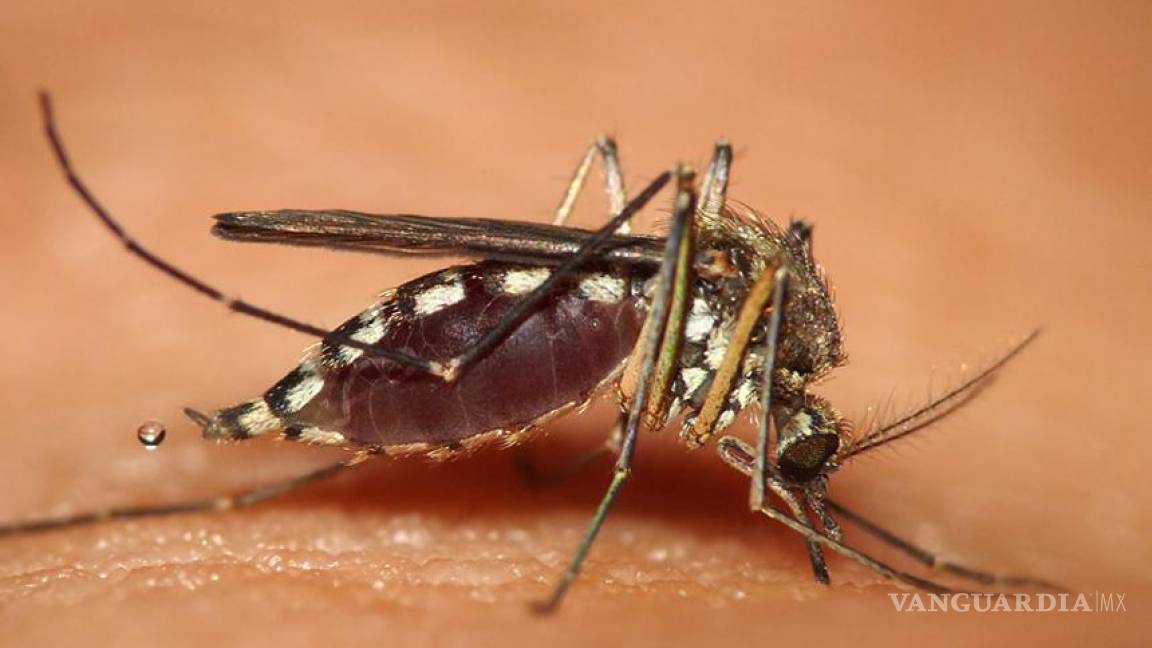 ¿Por qué a algunas personas les pican más los mosquitos que a otras?