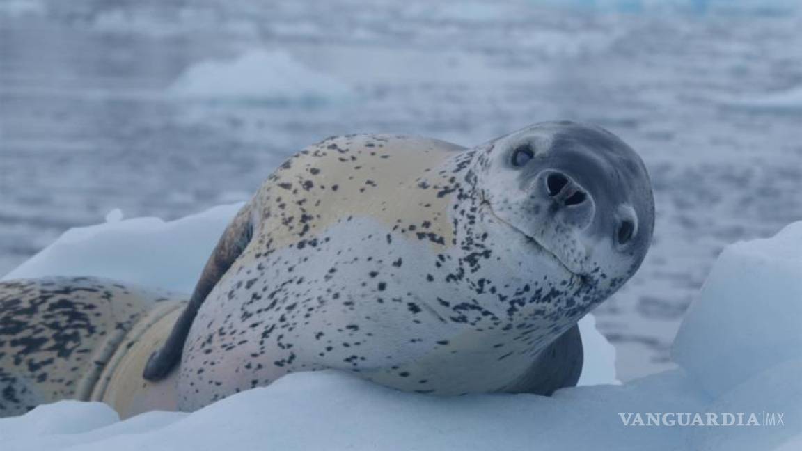 Atlas documenta 9 mil especies marinas en la Antártida