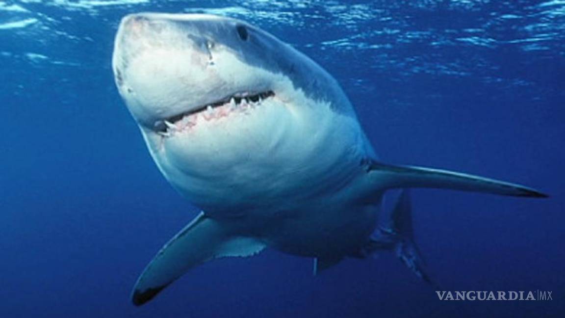 Tiburón ataca a un niño de ocho años en playa de Florida