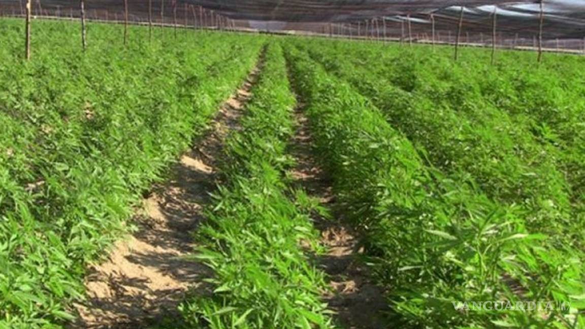 En 2015 entrará en vigor ley para cultivar marihuana en Washington