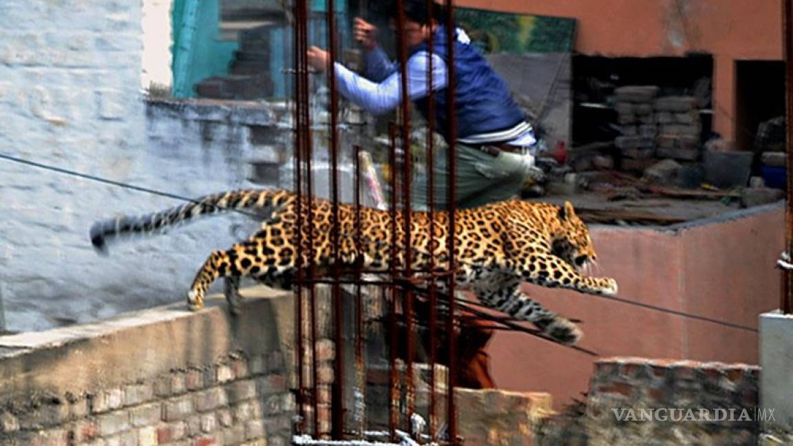Buscan a leopardo por causar pánico en ciudad de la India