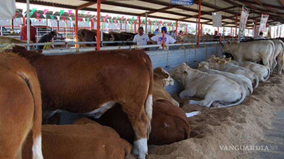 Templarios causaron desplome de ganadería en Michoacán