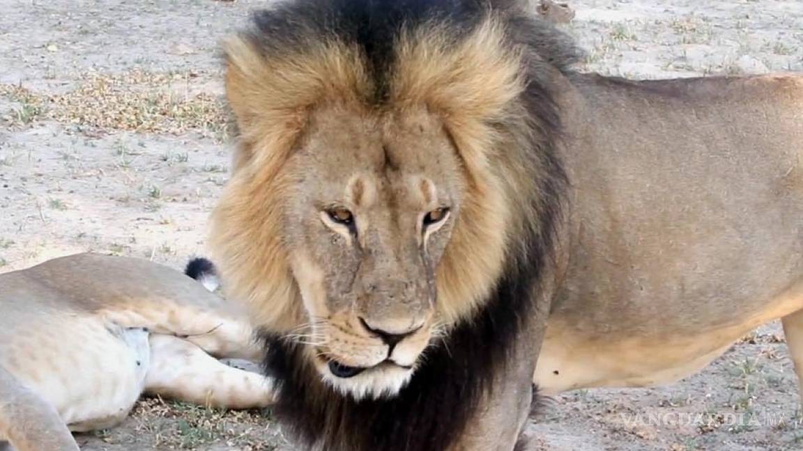 Zimbabue niega versión de muerte del león Jericó