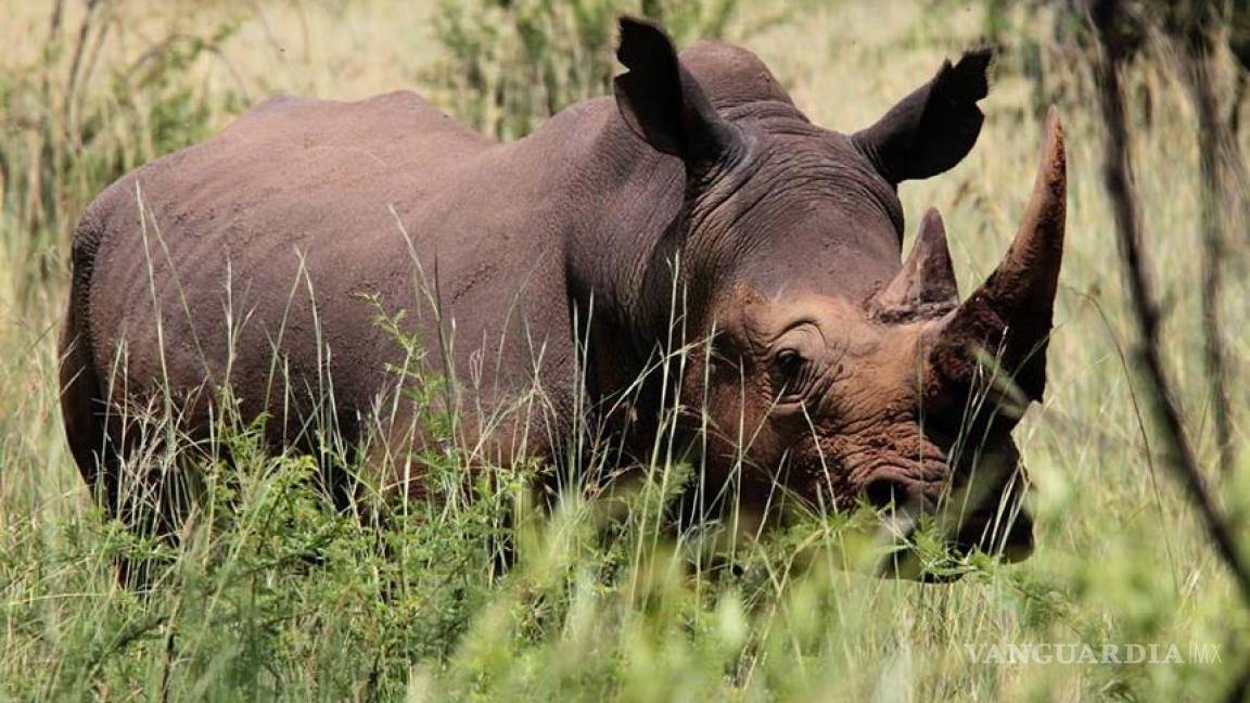Cazadores furtivos mataron 428 rinocerontes en Sudáfrica