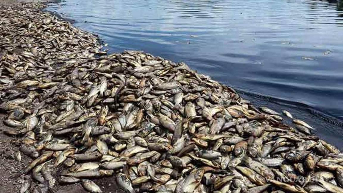 Mueren cientos de miles de peces en presa de Jalisco