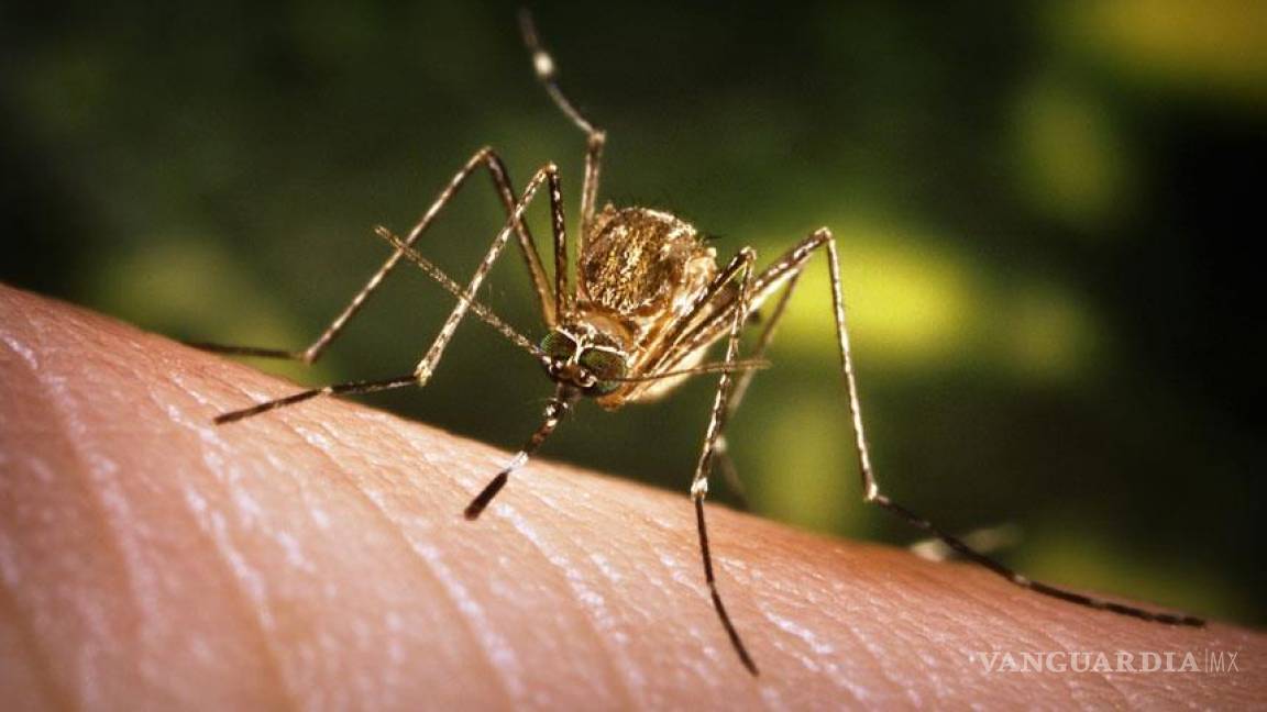 Ofrecen 5 mil pesos por capturar a mosquito portador del chikungunya