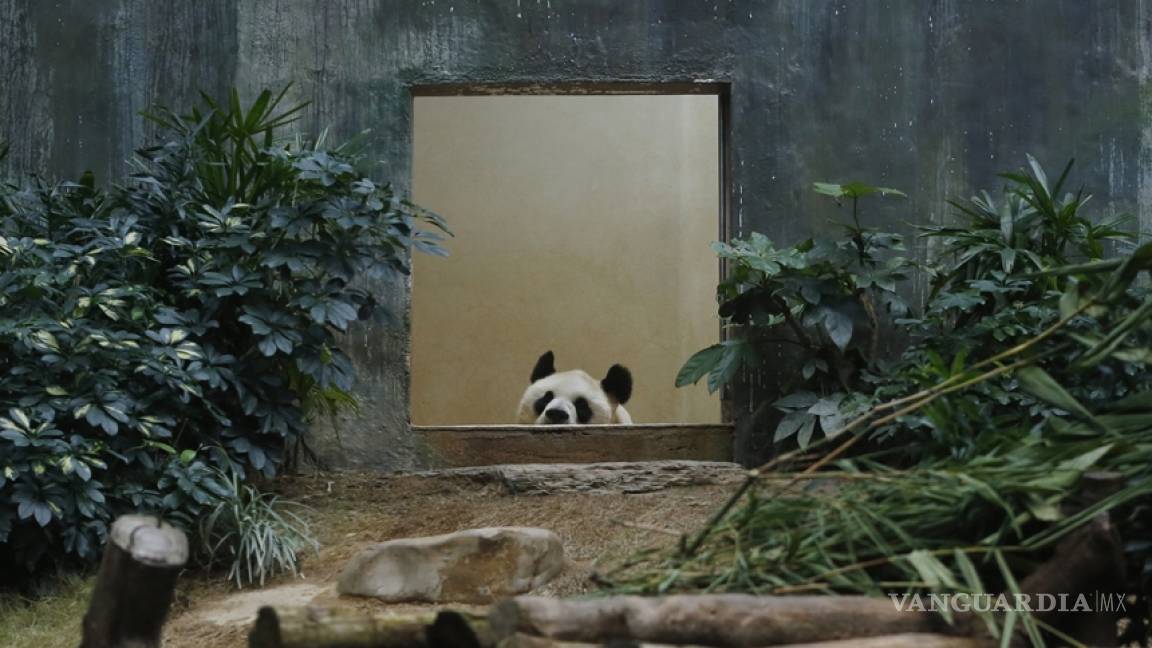 Osa panda finge estar embarazada para gozar privilegios en zoo
