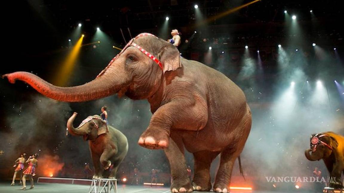 Ringling Brothers rechaza propuesta de circos sin animales