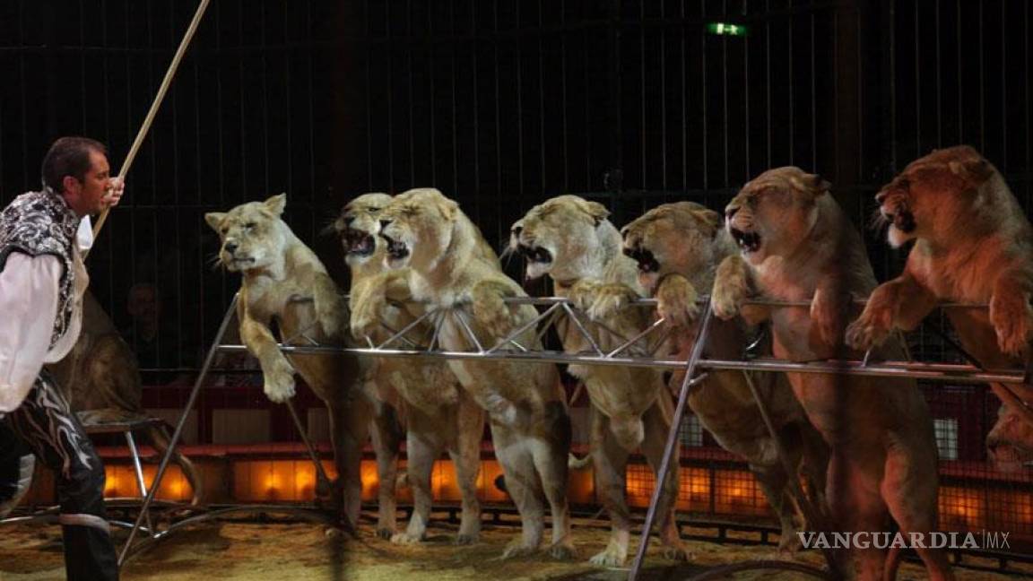 Culiacán niega permisos a circos con animales