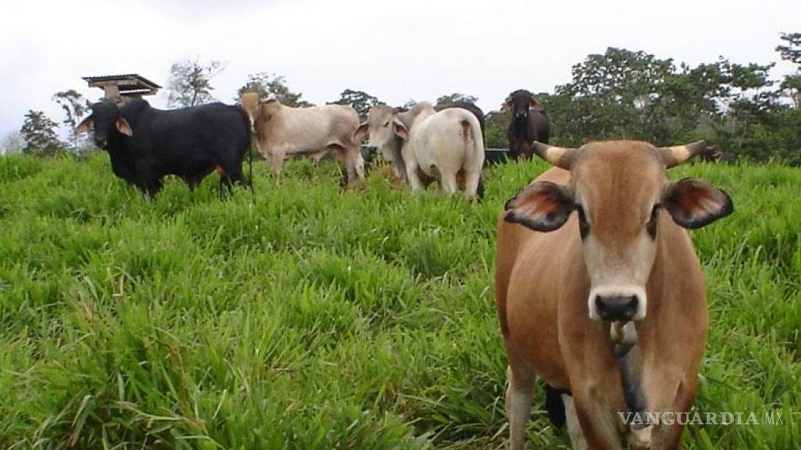 Productores de Coahuila piden ayuda por el robo de ganado