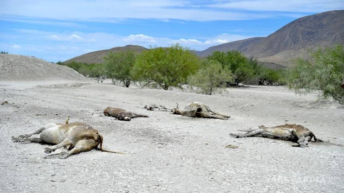 Serio y grave, el problema de sequía en La Laguna
