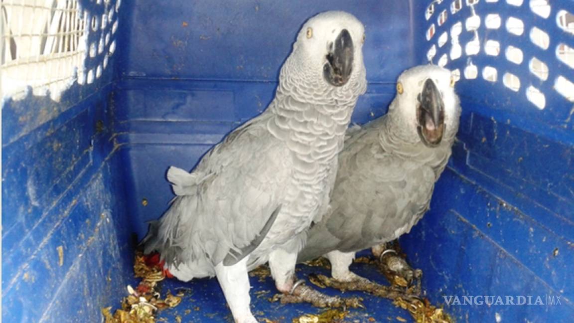 Asegura Profepa 14 aves transportadas ilegalmente en Tamaulipas