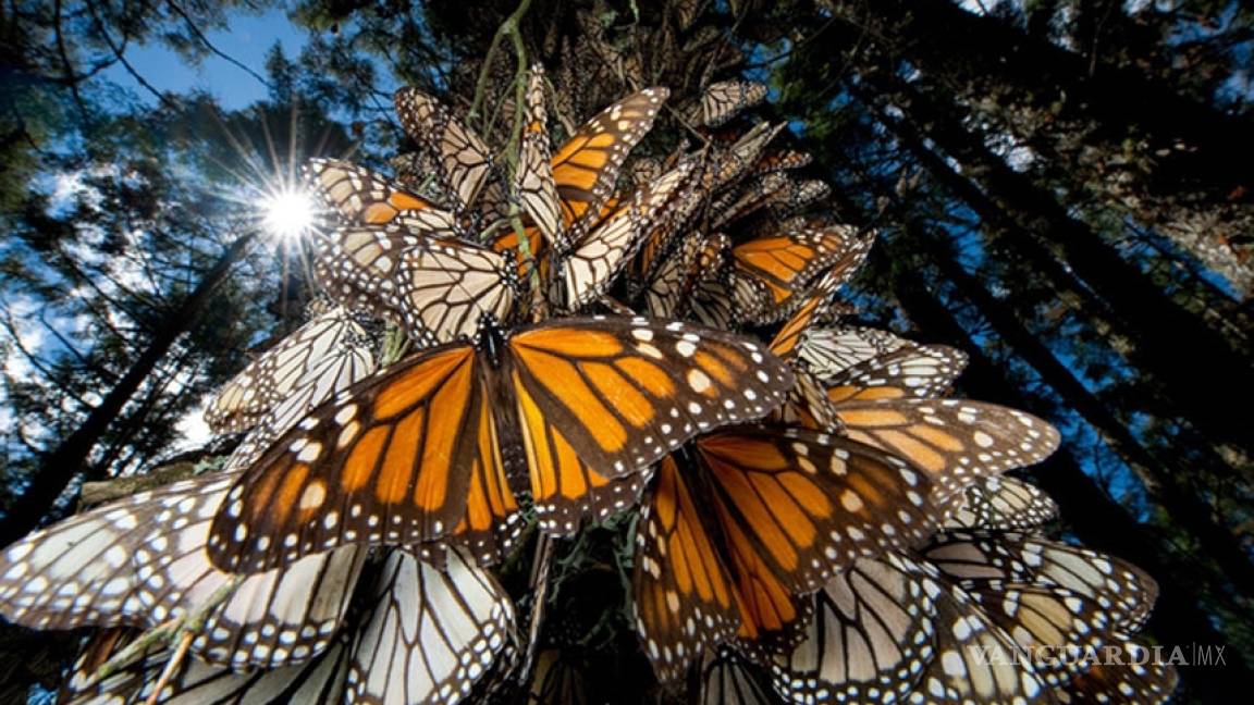 Mariposa monarca también se reproduce en México