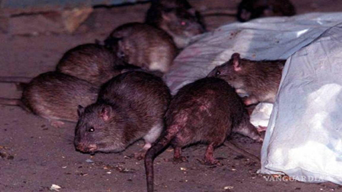 Científicos hallan pulgas transmisoras de peste bubónica en ratas de Nueva York