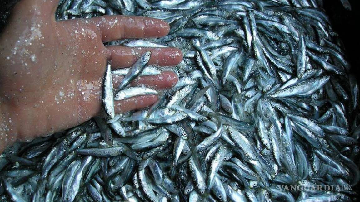 Afecta cambio climático pesca de sardina; en México cayó 30%