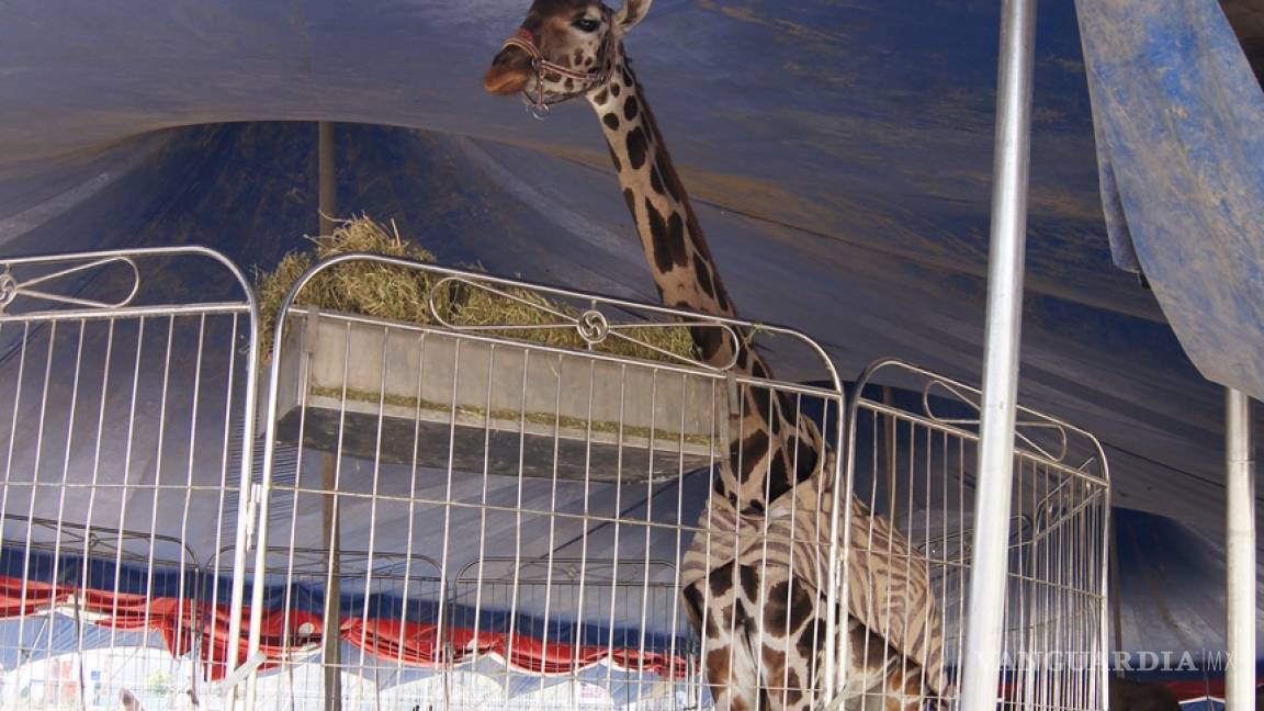 Clausuran circo por presentar animales en Monclova