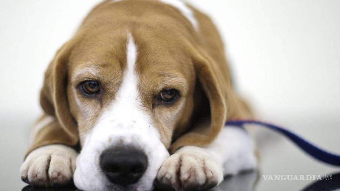 Activistas rescatan 200 perros usados en laboratorio Royal