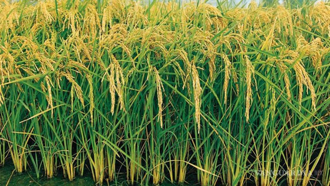 Importaciones de arroz extinguen su cultivo en México