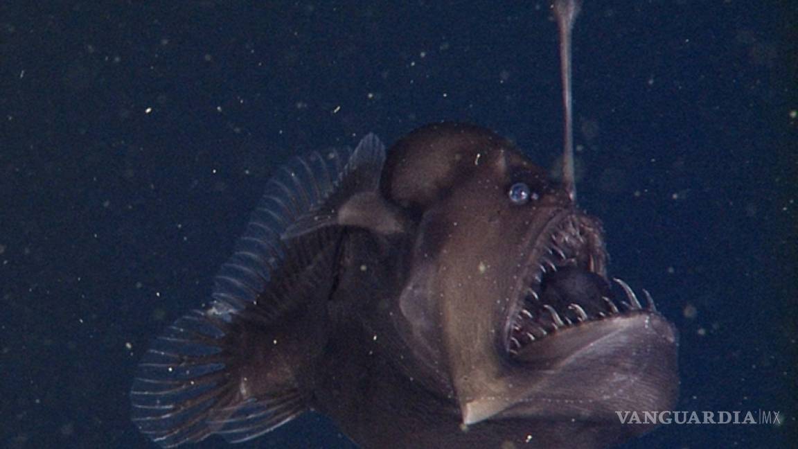 El pez más espeluznante del océano es grabado por primera vez