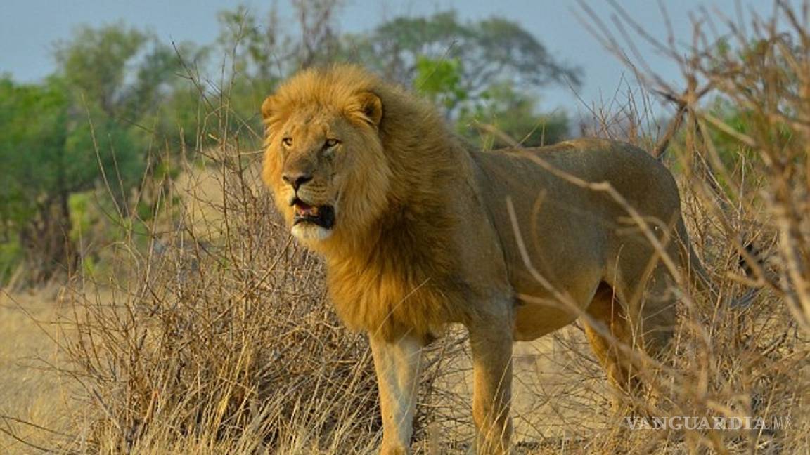 Zimbabue acusa a otro cazador de EU de matar a otro león