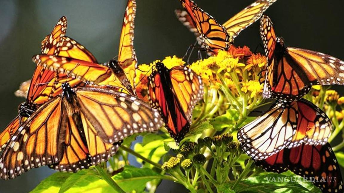 En riesgo, corazón de la reserva de mariposa monarca: Aridjis
