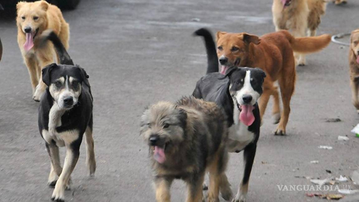 Urgen a lanzar campaña de esterilización de perros en Piedras Negras
