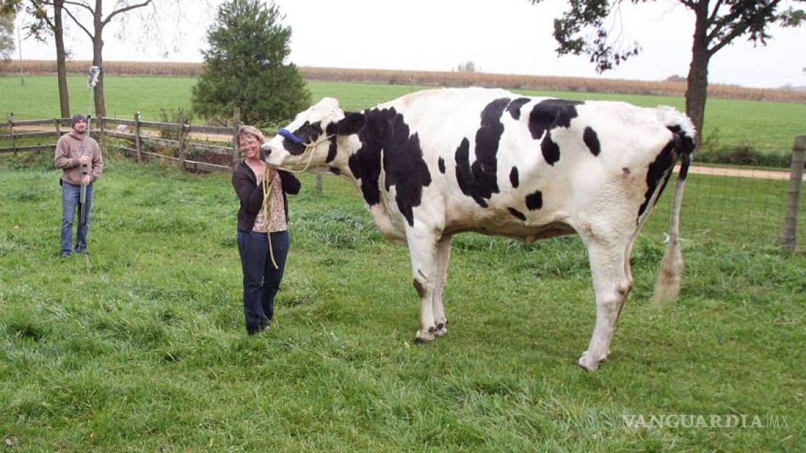 &quot;Blosom&quot;, la vaca más alta del mundo