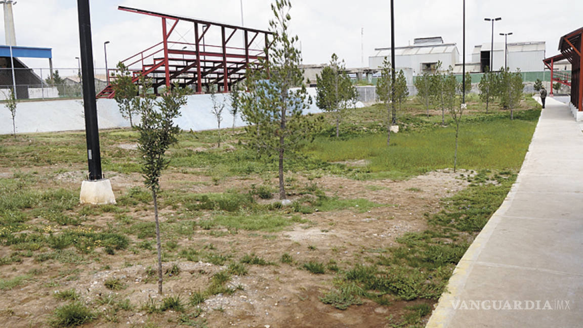 Plantan árboles 'al ai se va' en paseo público de Saltillo