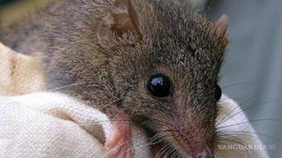 Descubren nueva especie de marsupial con un frenético hábito reproductivo