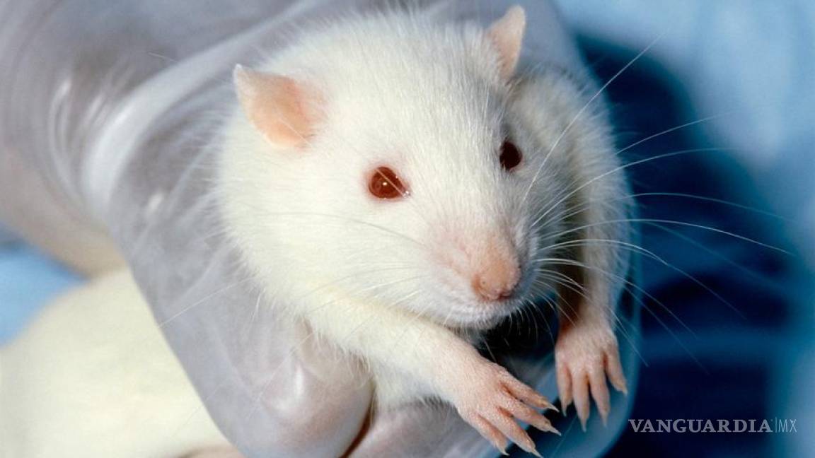 La discriminación empieza en las ratas de laboratorio