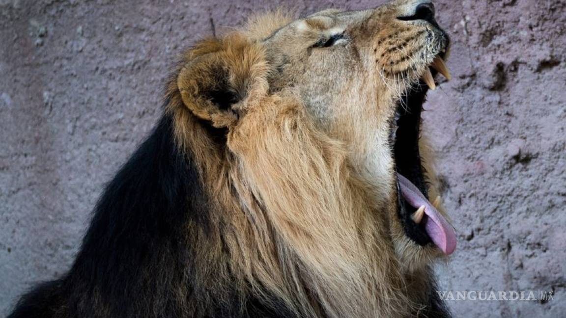Día Internacional del León: Exhortan a frenar su caza