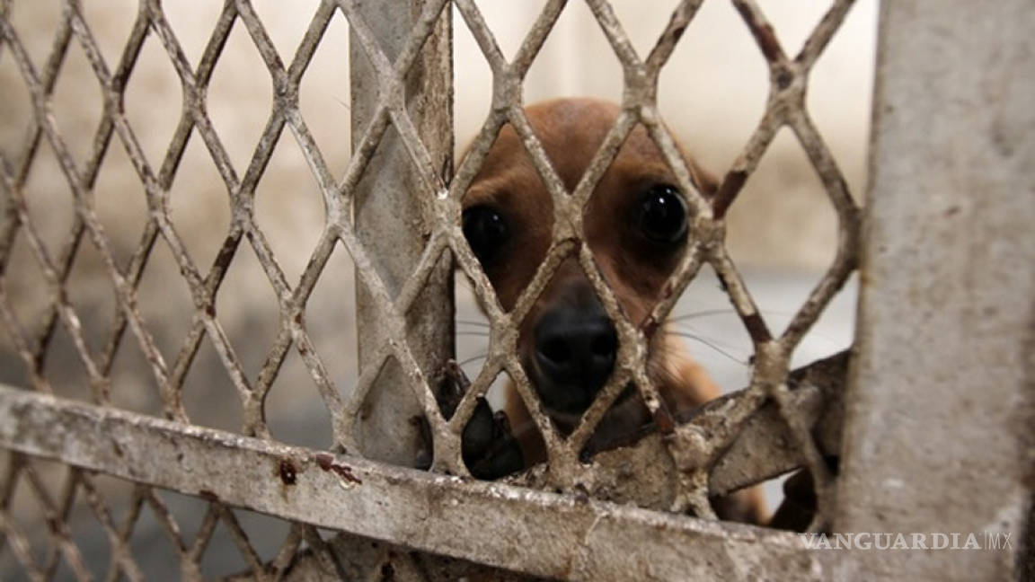 Queda prohibido en México electrocutar perros para sacrificarlos