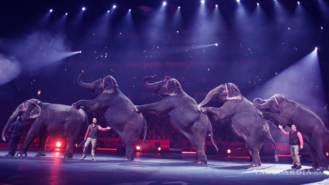 Empresarios de circo evalúan sacrificar animales por prohibición