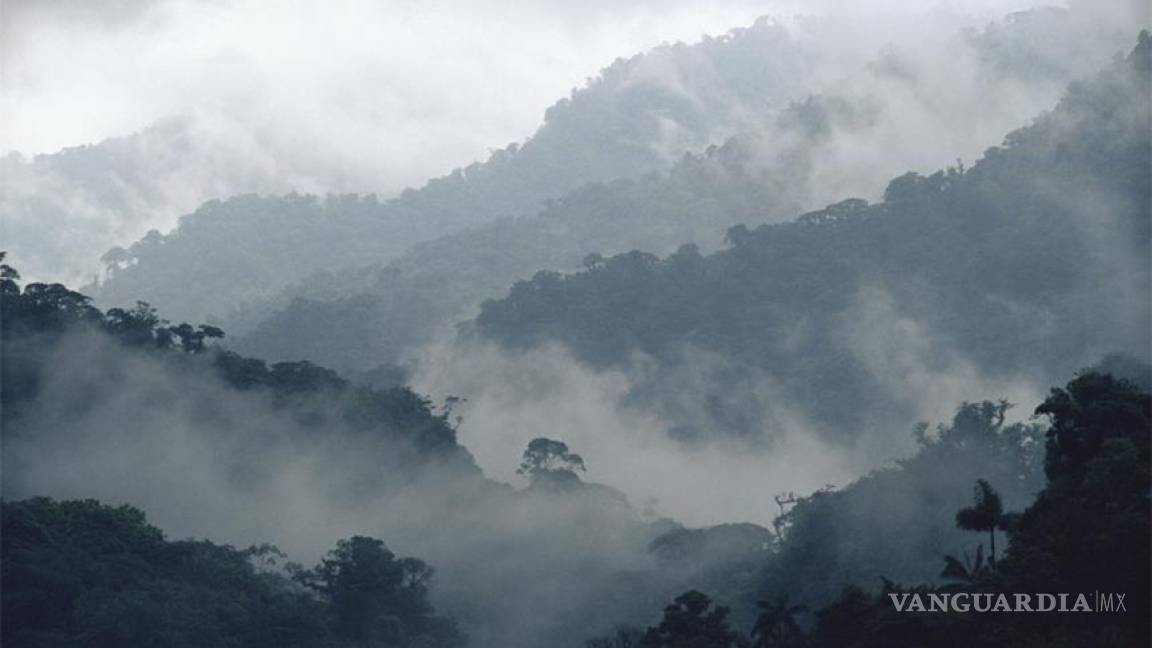 Mineras ponen en peligro bosque de niebla en Chiapas