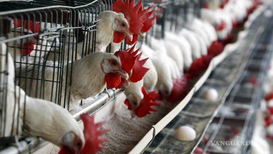 Detectan brotes de gripe aviar en Oaxaca y Puebla; están controlados