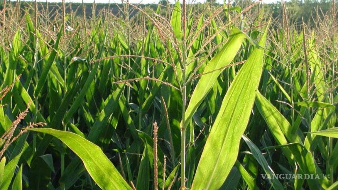 Francia prohíbe sembrar maíz transgénico de Monsanto