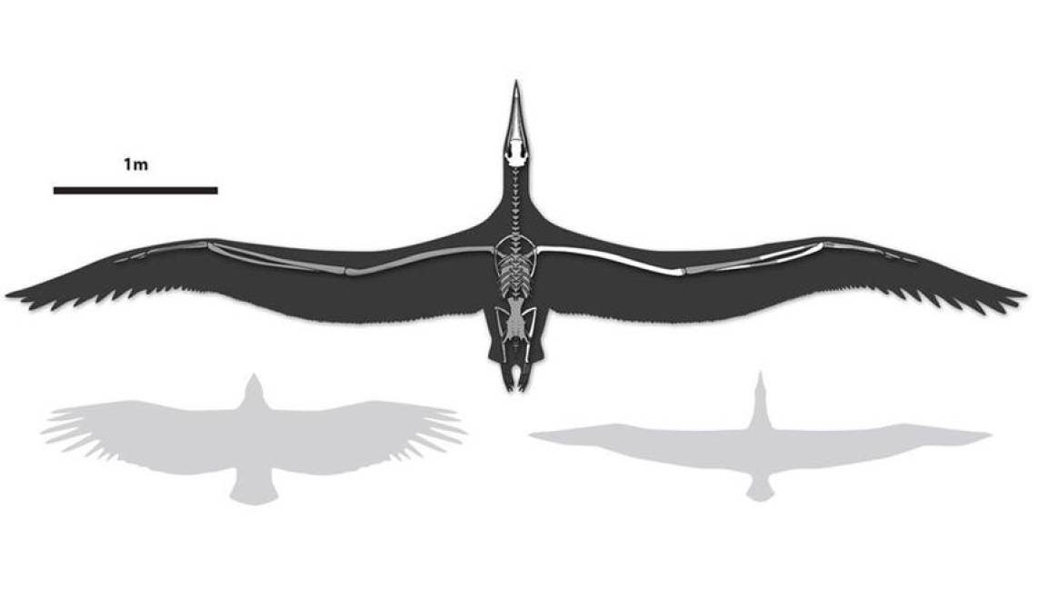 'Pelagornis sandersi': restos fósiles del ave más grande que haya existido