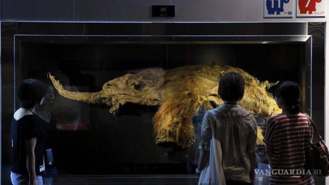 Japón exhibe por primera vez al mamut &quot;Yuka&quot;, un &quot;milagro surgido del hielo&quot;
