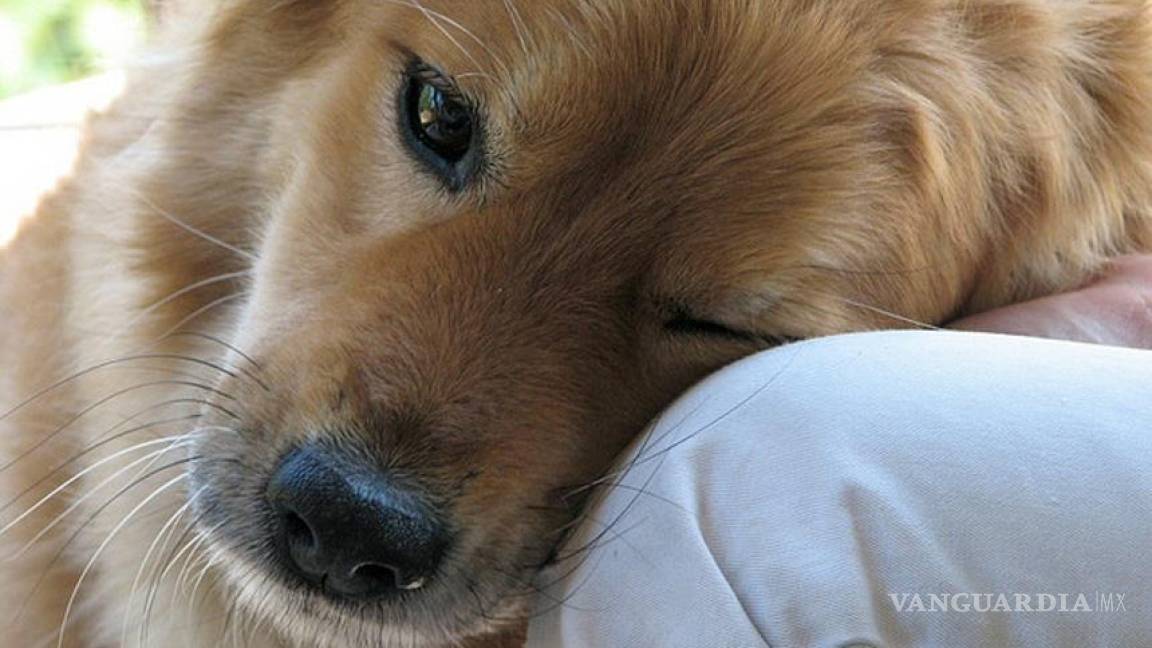 Los perros sienten nuestro dolor y nos consuelan: cientificos